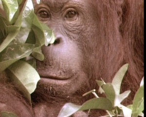 orangutan-face-copy