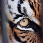 tiger's eye