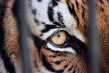 tigers declared extinct cambodia