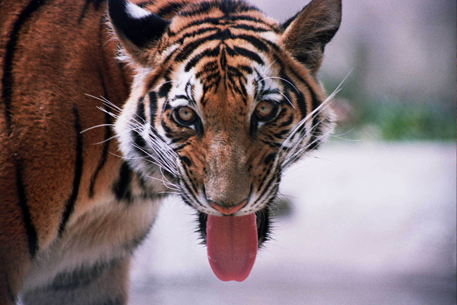 tigers declared extinct - cambodia