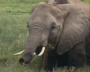 Animal Allies 105 elephant