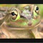 growling-grass-frog