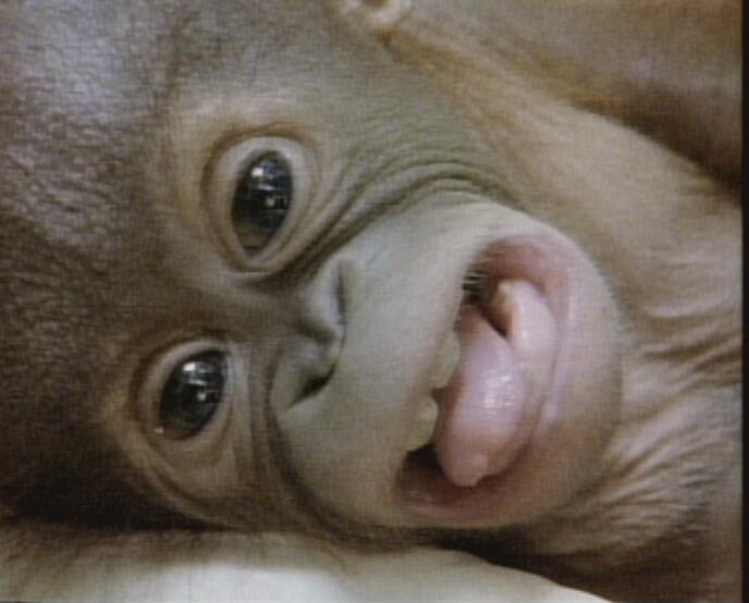 birth of baby orang-utan