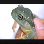 splendid-tree-frog