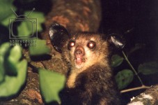 top 10 cutest and rarest primates