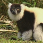 top 10 cutest and rarest monkeys