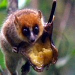 10 of the worlds cutest rarest monkeys