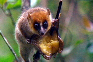 Top 10 cutest and rarest Primates
